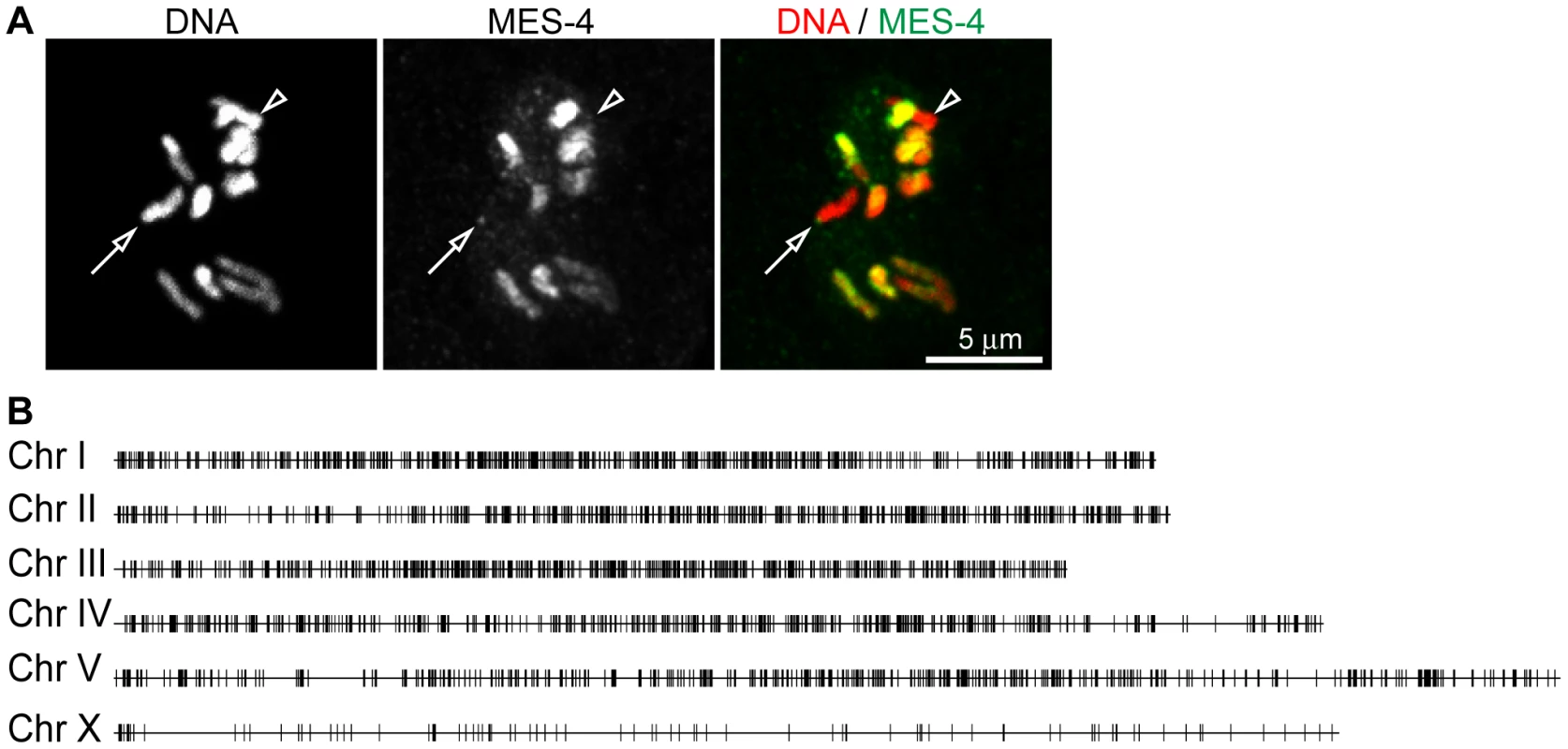 MES-4 is concentrated on the autosomes and the left tip of the X chromosome.