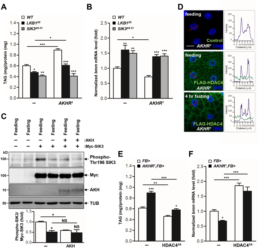 The AKH pathway regulates LKB1-SIK3-HDAC4 signaling to control lipid homeostasis.