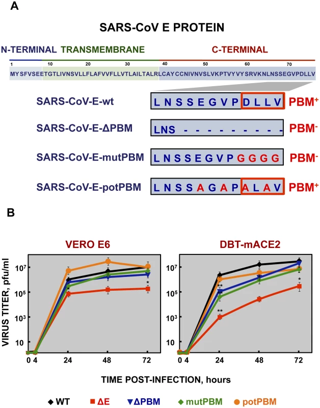 Generation of recombinant SARS-CoVs with E protein PBM truncated or mutated by reverse genetics and growth kinetics in cell culture.