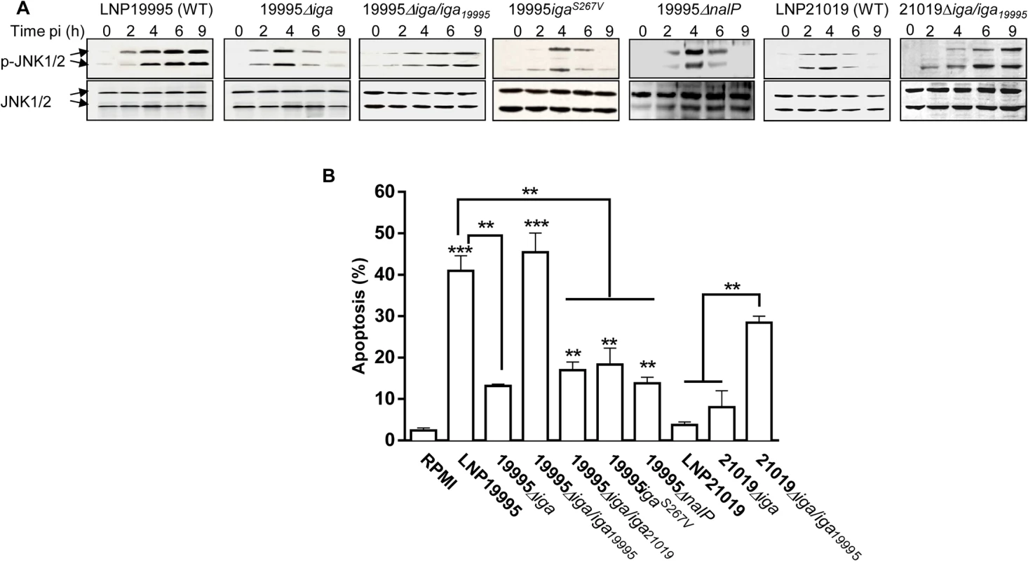 IgA protease of ST-11 isolates promotes sustained activation of JNK and apoptosis of epithelial cells.