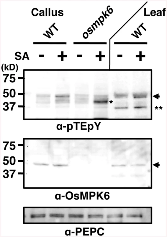 Salicylic acid (SA) induces OsMPK6 phosphorylation.