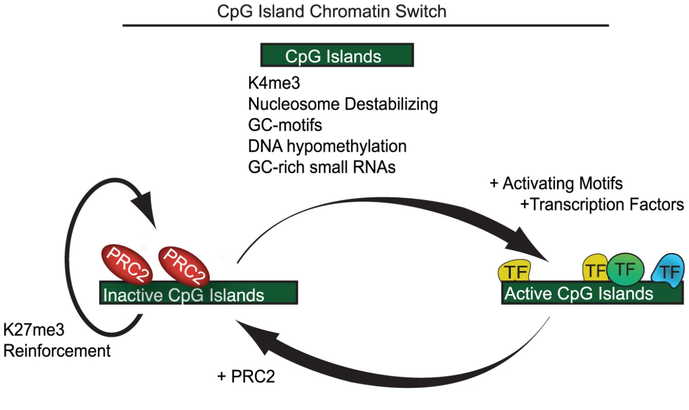 A model showing CpG islands as a chromatin switch.