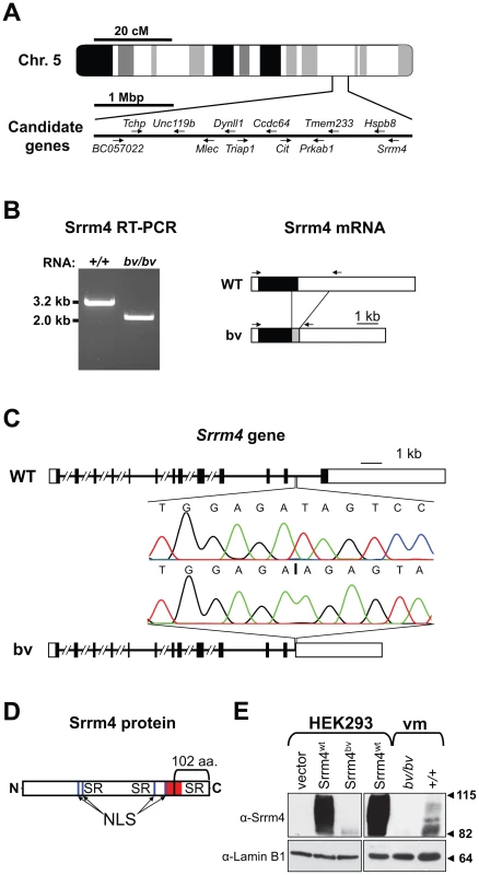 Deletion mutation in the <i>Srrm4</i> gene of bv mice.