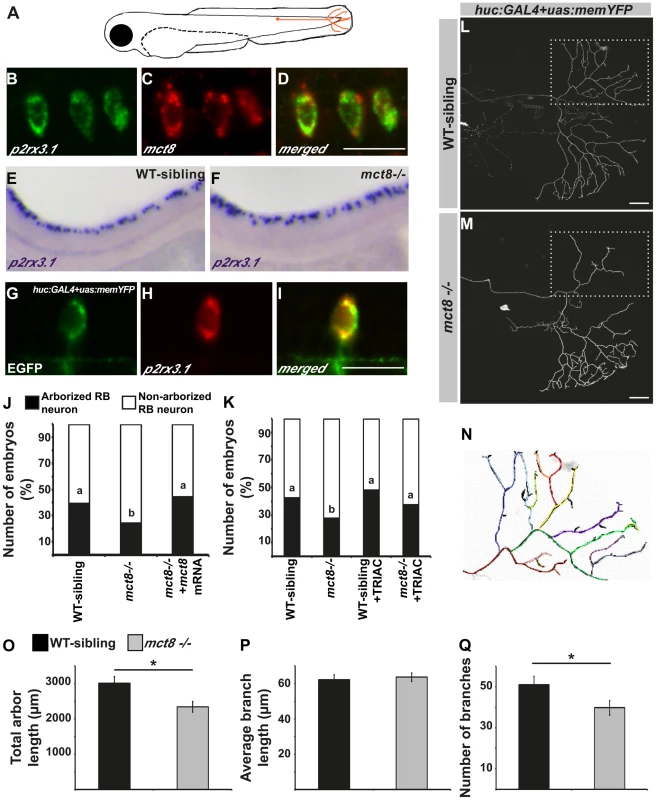 MCT8 regulates axon branching in the Rohon-Beard sensory neurons.
