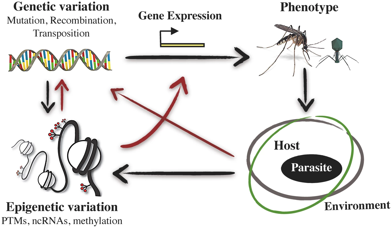 Schematic representation of the interrelations between epigenetic variation, phenotypic variation, and host–pathogen interactions.