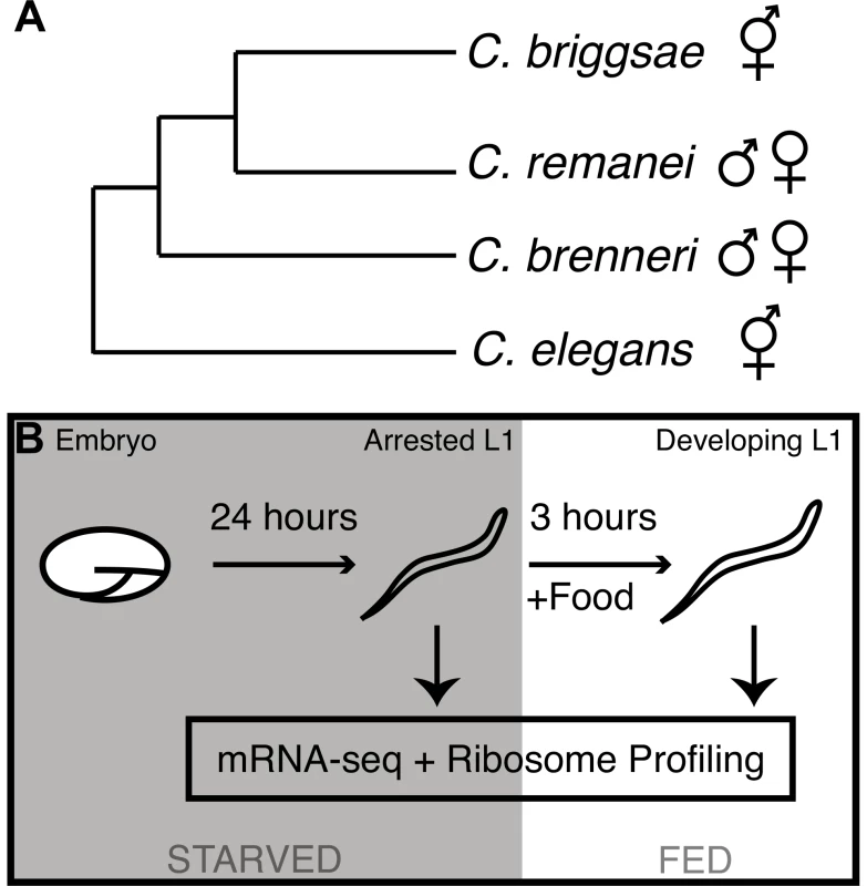 Phylogeny of the <i>elegans</i> supergroup and experimental overview.