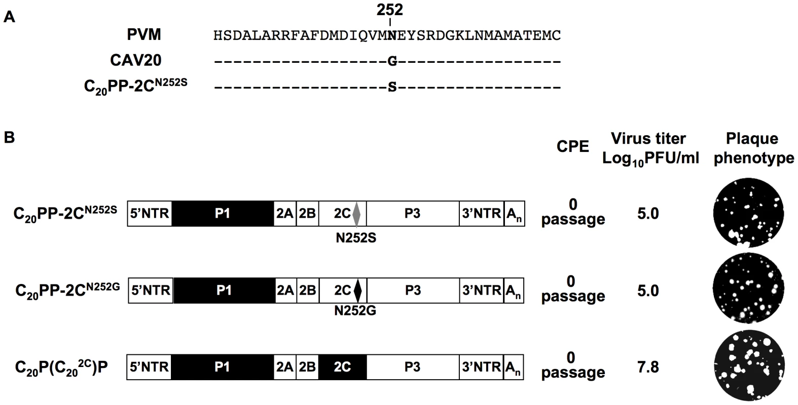 Rescue of the C<sub>20</sub>PP virus by a CAV20-like amino acid or CAV20 2C<sup>ATPase</sup>.