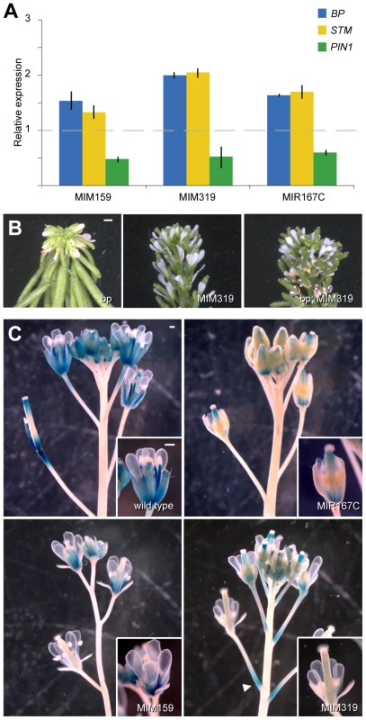 Effects of miRNA mis-regulation on hormone pathways important for flower formation and maturation.