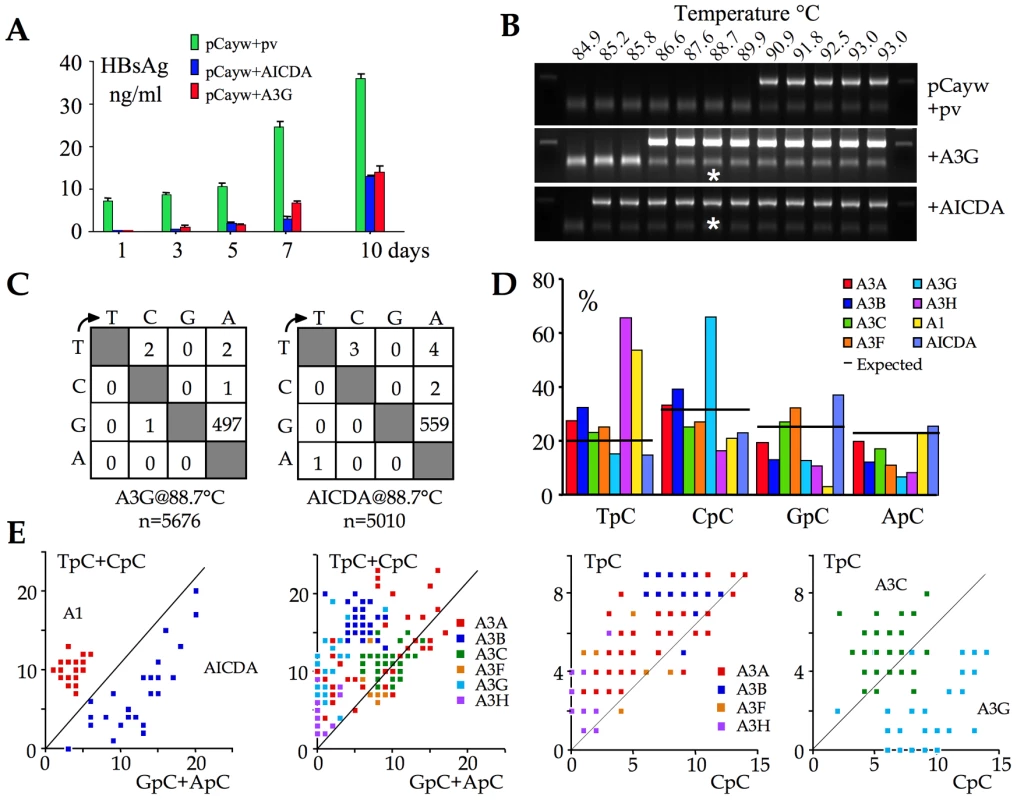 AICDA impacts HBV replication by hyperediting the genome.