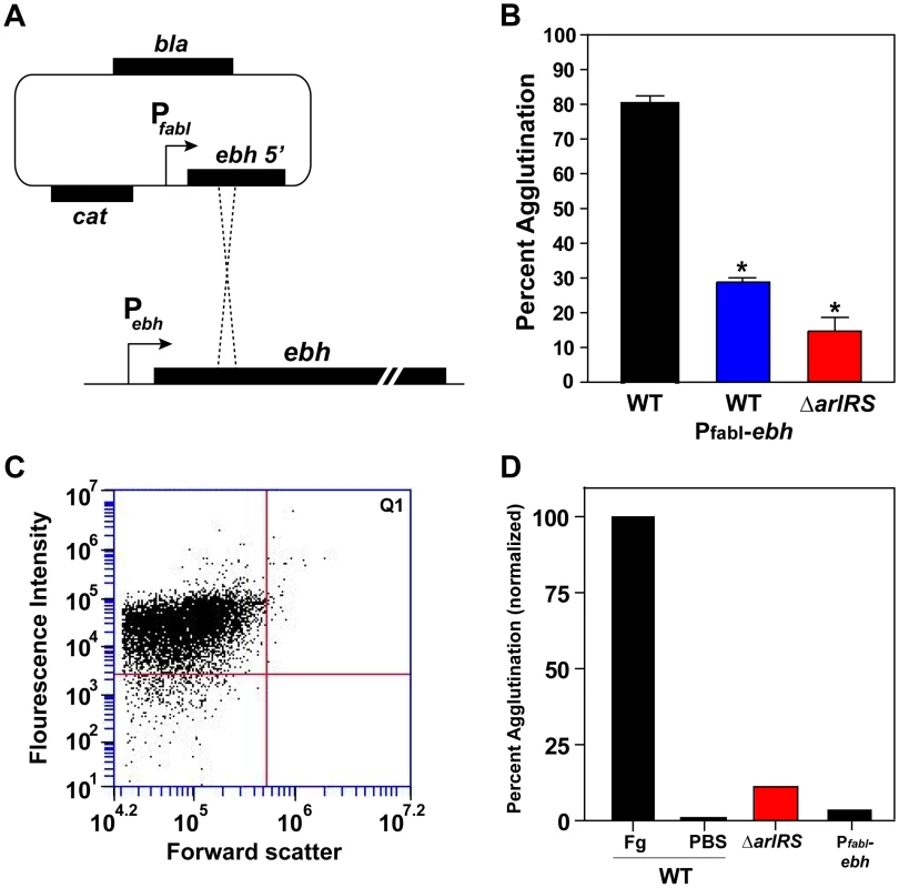 Constitutive expression of <i>ebh</i> prevents agglutination in LAC-WT.
