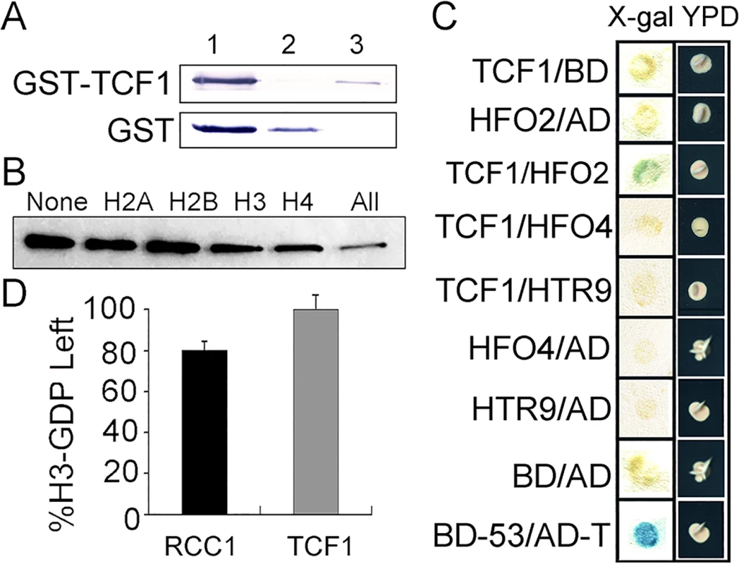 GEF activity assay of TCF1 and analysis of TCF1-histone interactions.