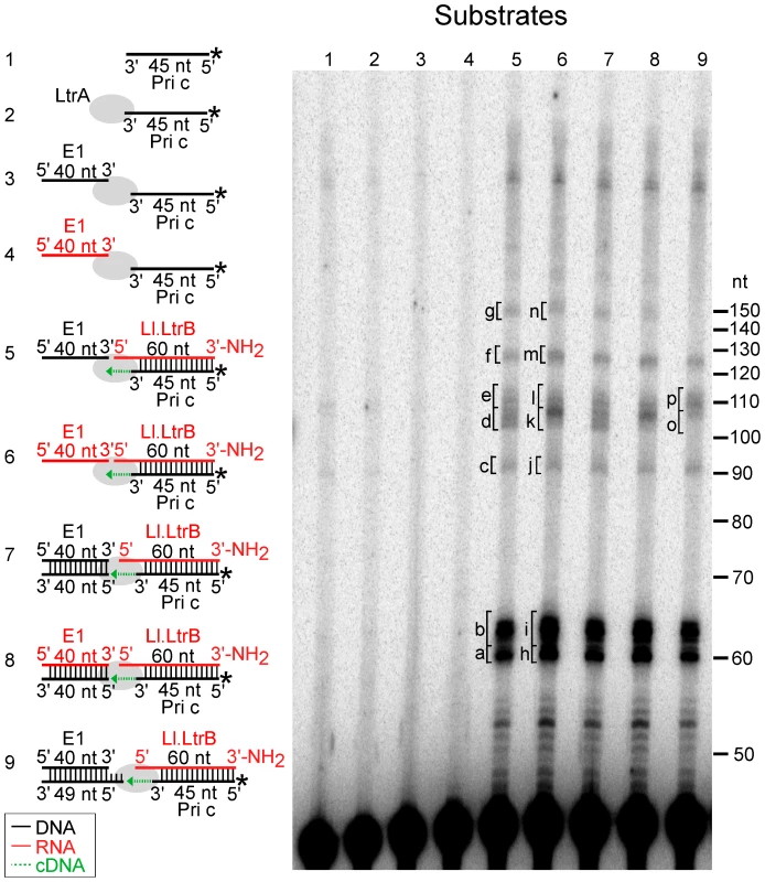 Template switching of LtrA from the 5′ end of the Ll.LtrB intron RNA to exon 1 DNA or RNA.