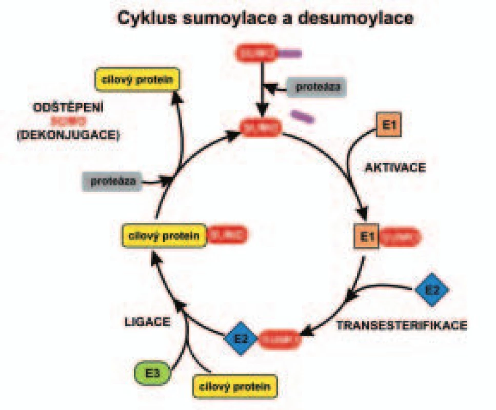 Schéma enzymatické kaskády sumoylace a desumoylace.

