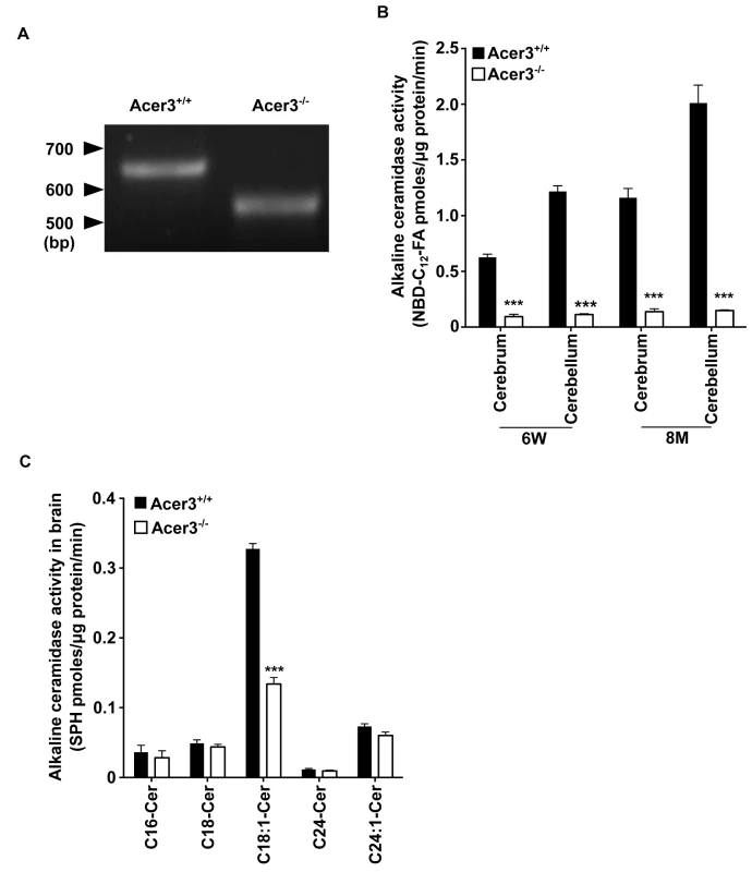 Acer3 knockout decreases alkaline ceramidase activity on ULCC in the brain.
