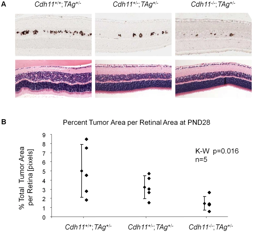 At PND28, fewer multifocal tumors developed when <i>Cdh11</i> alleles were lost.