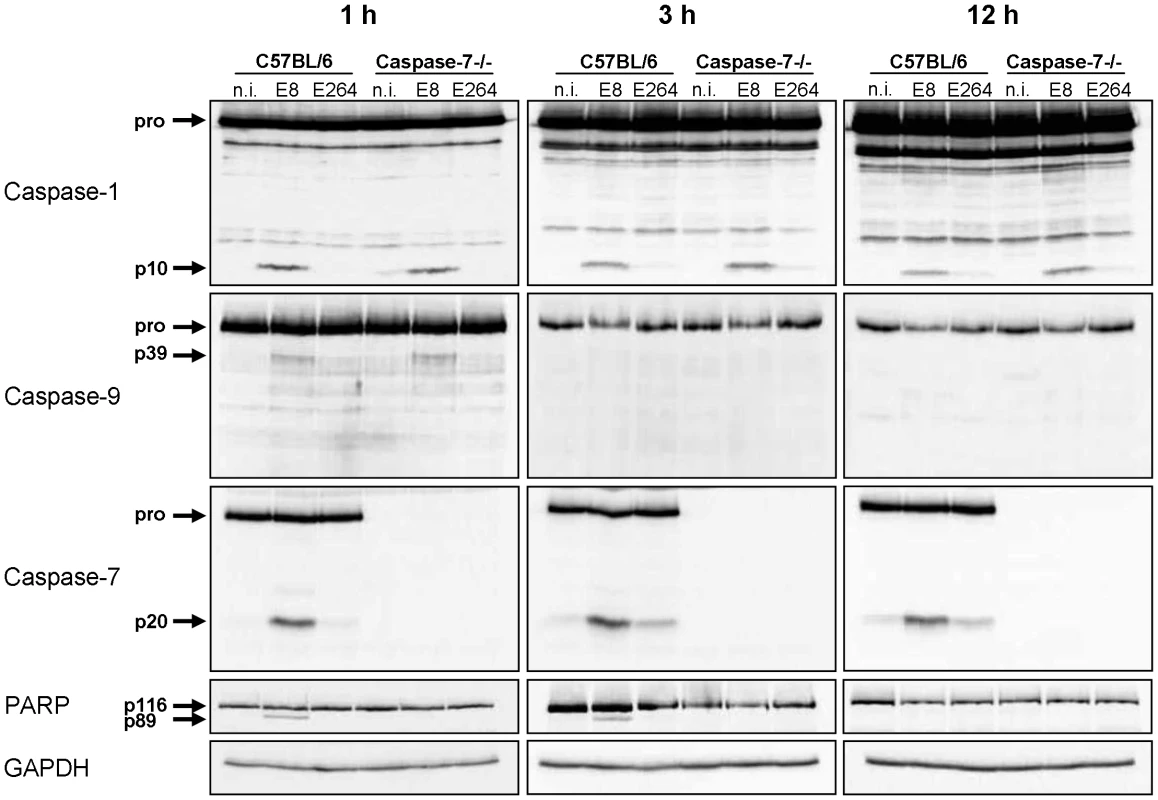 Early activation of caspase-7 in <i>Burkholderia</i> infected macrophages is dependent on caspase-1 and -9 and is essential for cleavage of PARP.