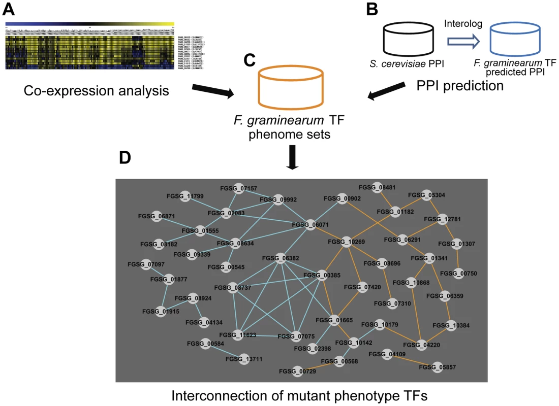 Transcription factors (TFs) with phenotype changes are interconnected either by co-expression or predicted protein-protein interaction (PPI).
