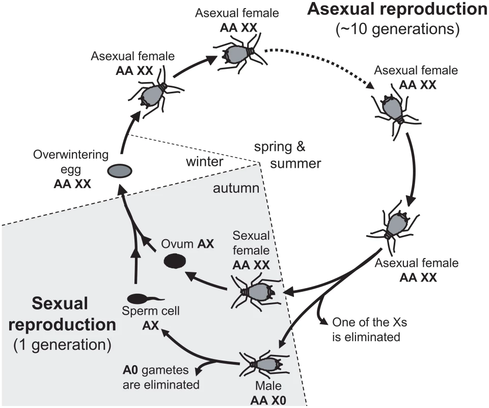 Annual life-cycle of the pea aphid and ploidy levels for autosomes (A) and sex-chromosome (X).