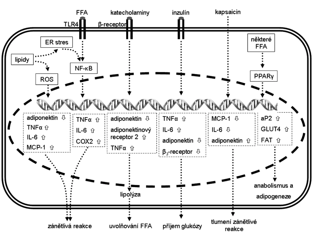 Změna exprese vybraných genů v adipocytech tukové tkáně a jejich (pato)fyziologický efekt
Šipka  značí zvýšenou expresi a šipka  sníženou expresi.
aP2 – adipocytární protein 2,  COX2 – cyklooxigenáza 2, 
ER – endoplazmatické retikulum,  FAT – transportér mastných kyselin,
FFA – volné mastné kyseliny,  GLUT – glukózový transportér z rodiny SLC2A, 
IL-6 – interleukin 6,  MCP-1 – monocytární chemoatraktant protein-1, 
NF-κB – jaderný faktor kappa B, PPAR – peroxizomální receptor aktivovaný proliferátory, 
ROS – reaktivní kyslíkové radikály, TNF-α – tumor necrosis factor α, 
TLR4 – toll-like receptor 4