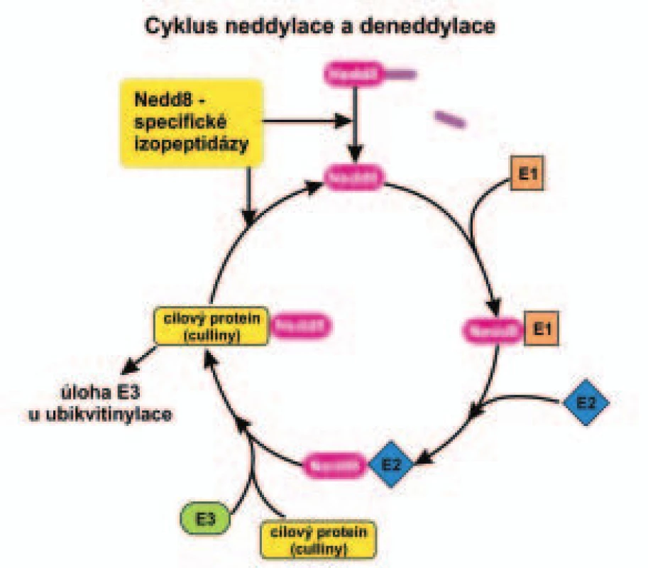 Schéma enzymatické kaskády neddylace a deneddylace.
