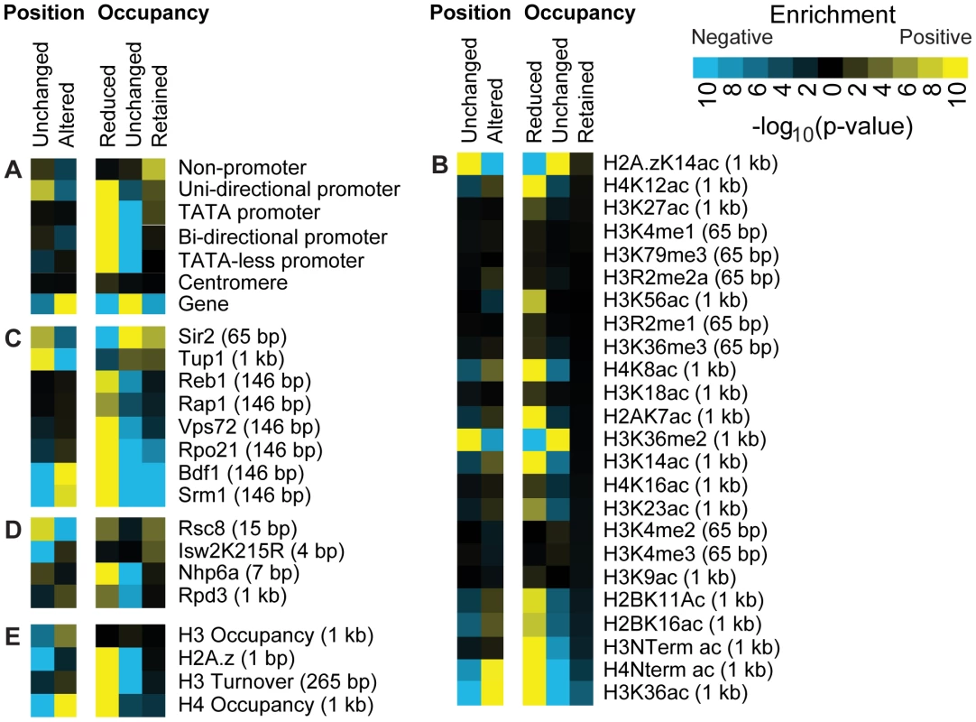 Histone acetylation is associated with reduced nucleosome occupancy.