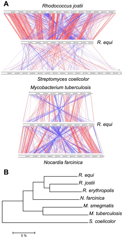 Comparative genomics and phylogenomics of <i>R. equi</i> 103S.