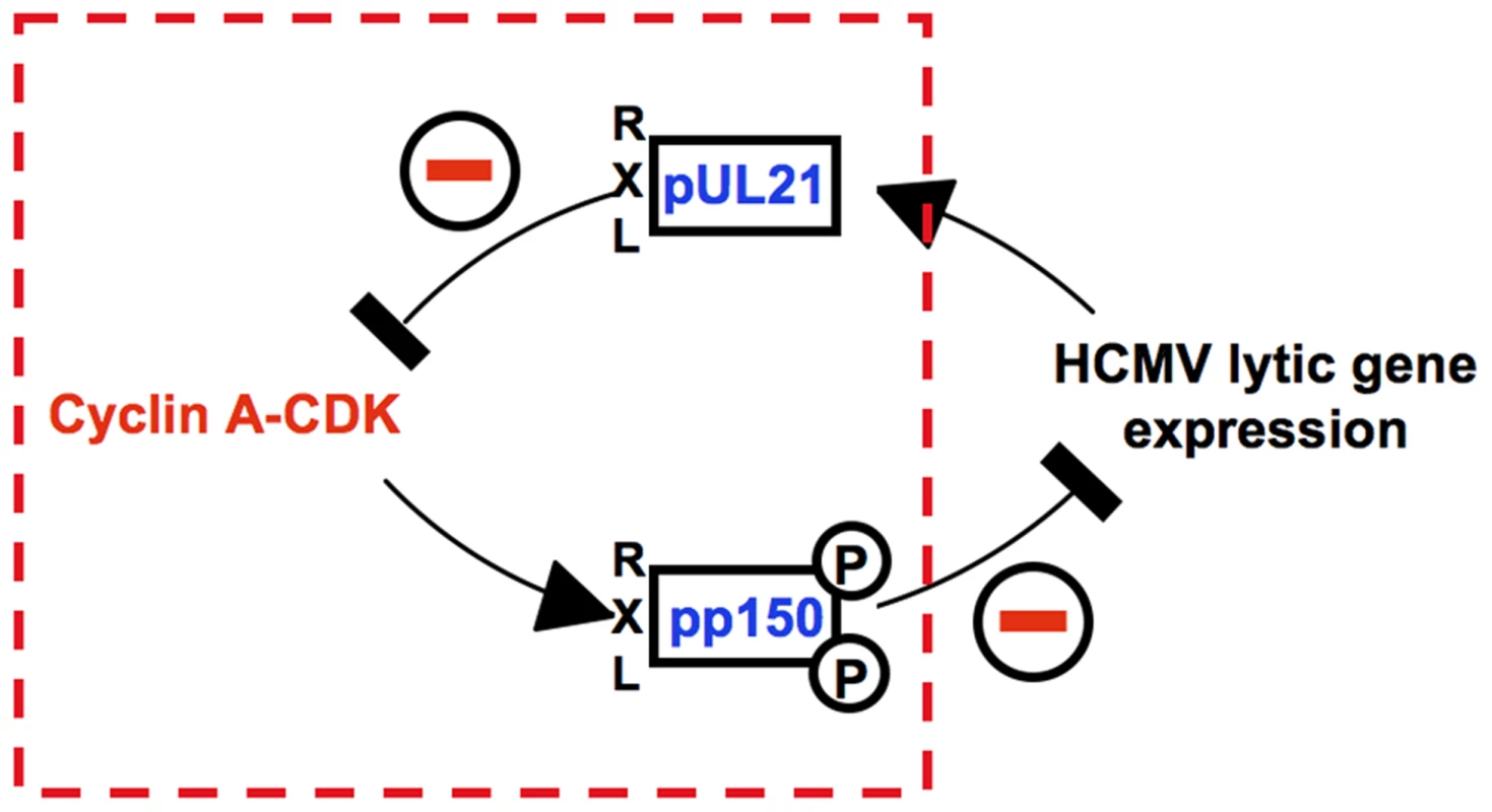 An RXL-based molecular interface between HCMV and Cyclin A2.