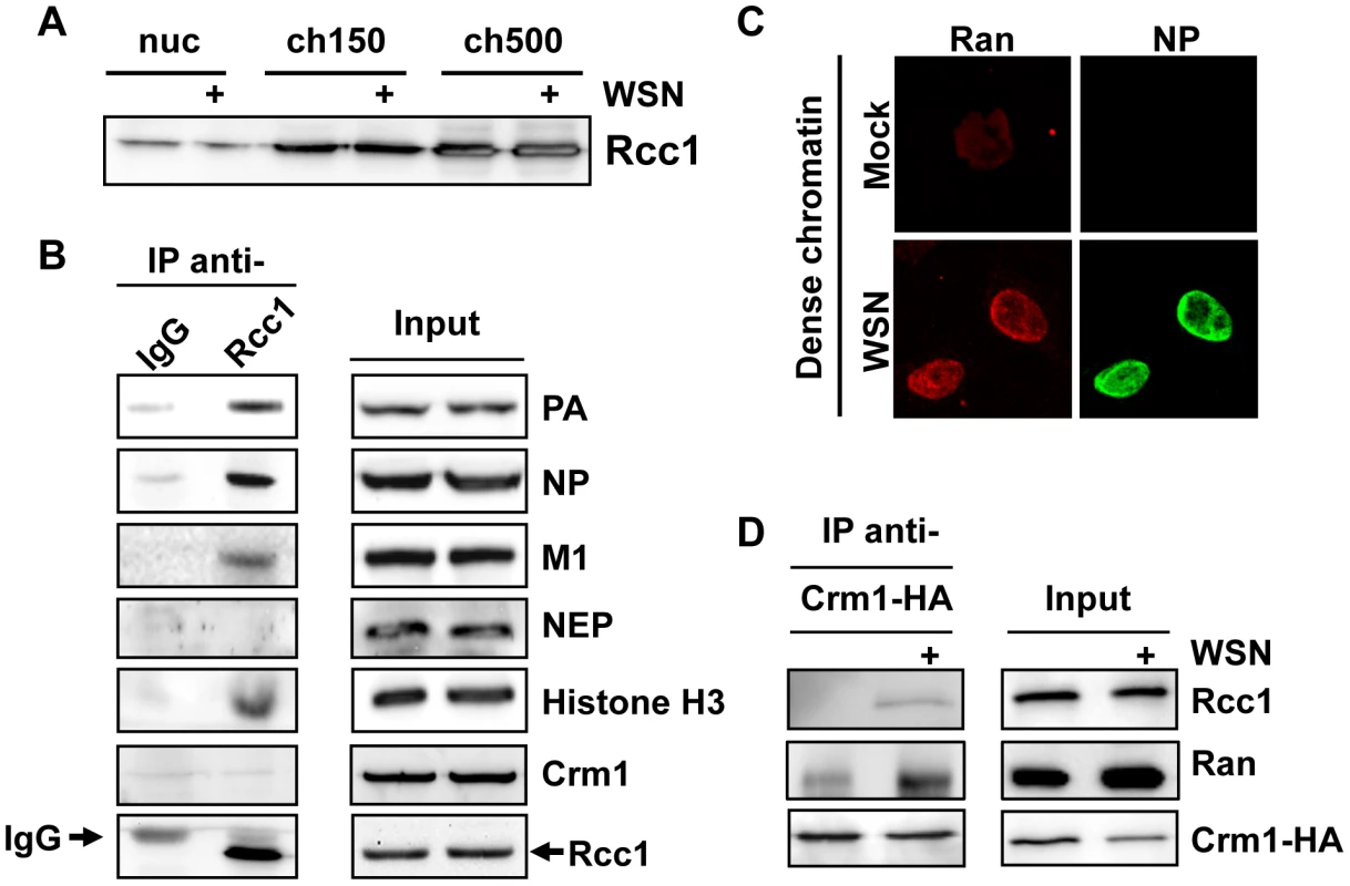 Association of Rcc1 with vRNPs and Crm1.