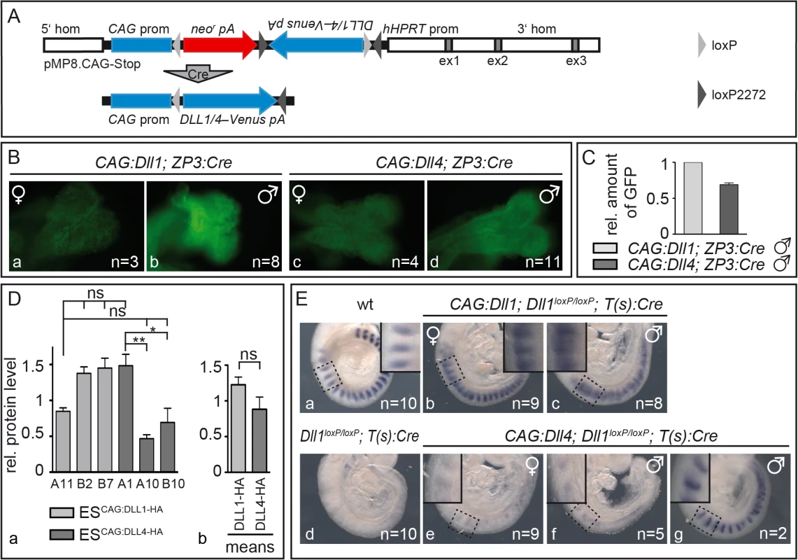 Mesodermally expressed CAG:DLL1 but not CAG:DLL4 functionally replaces endogenous DLL1 during somitogenesis.