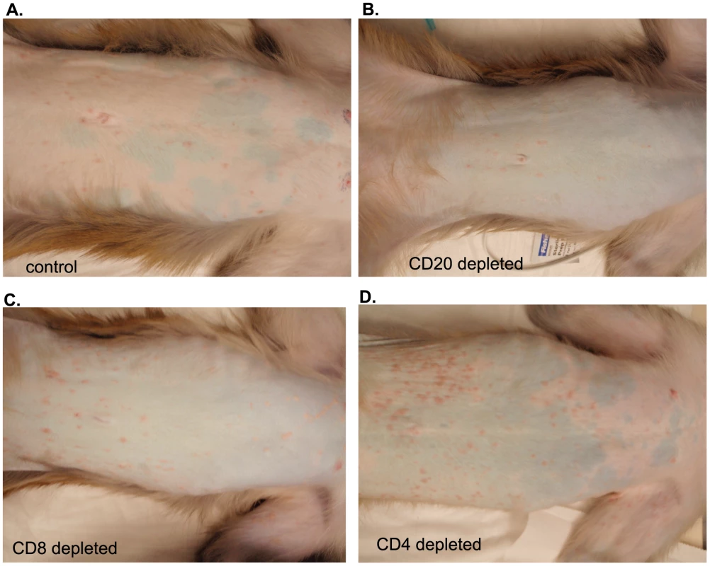 Representative examples of varicella in control and depleted animals.