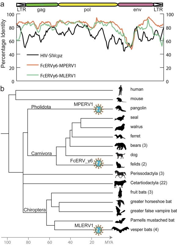 High sequence similarity and taxonomic distribution of MLERV1, FcERV_γ6 and MPERV1.