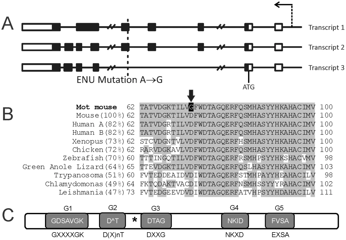 The Mot mouse line contains a point mutation in the <i>Rabl2</i> gene.