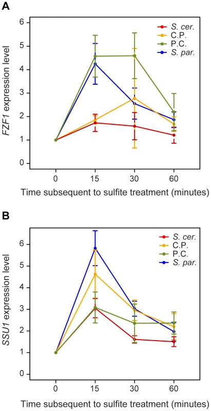 <i>FZF1</i> alleles affect the expression of both <i>FZF1</i> and <i>SSU1</i> subsequent to sulfite treatment.