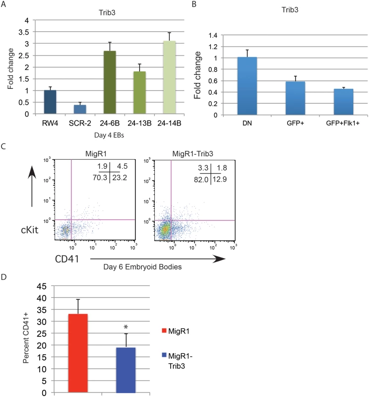 Expression of miR-24 target Trib3 impairs hematopoietic development of ESCs.