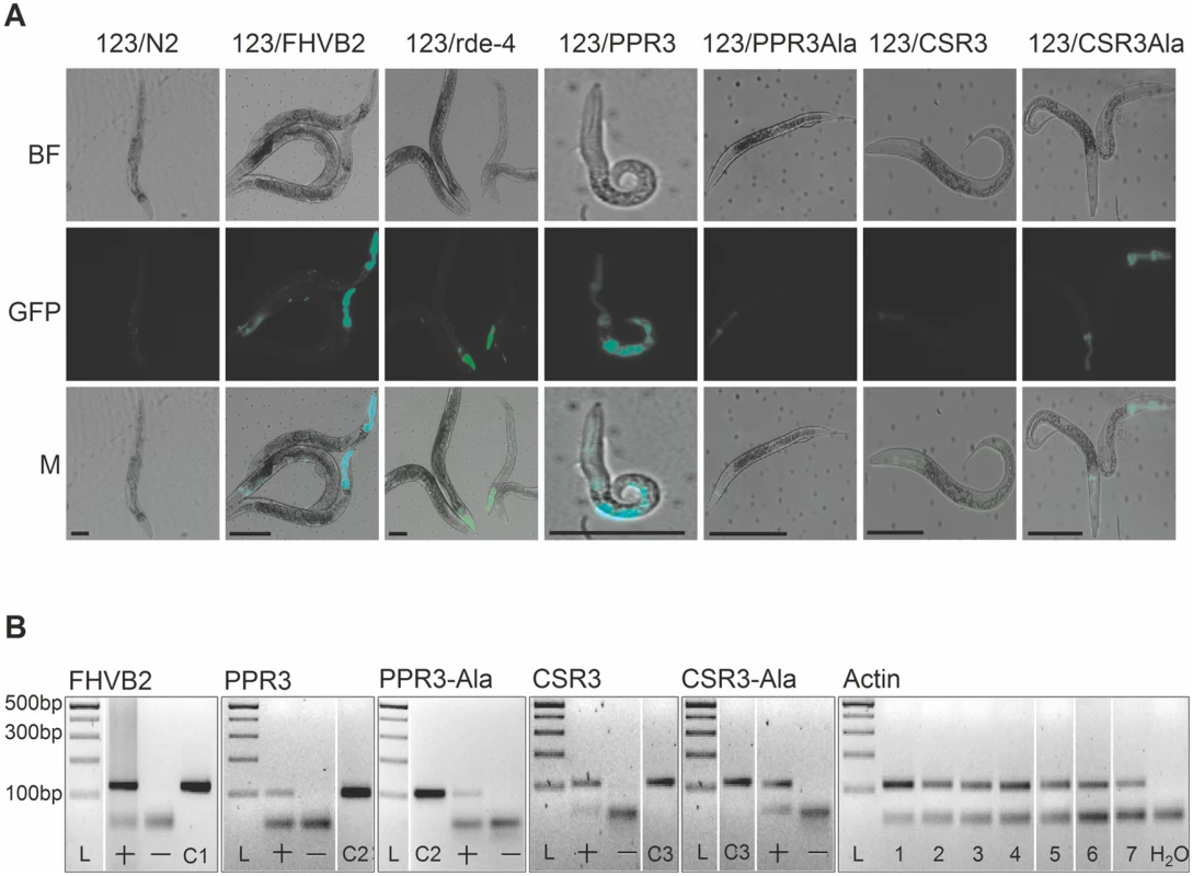 Suppression of antiviral RNAi by PPR3 in <i>C</i>. <i>elegans</i>.