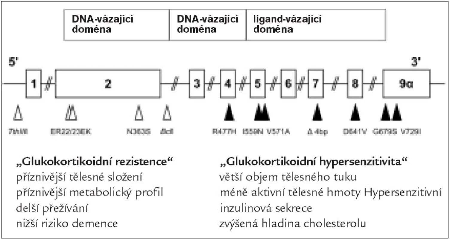 Gen glukokortikoidního receptoru (GKR) a jeho polymorfizmů; upraveno podle [18].