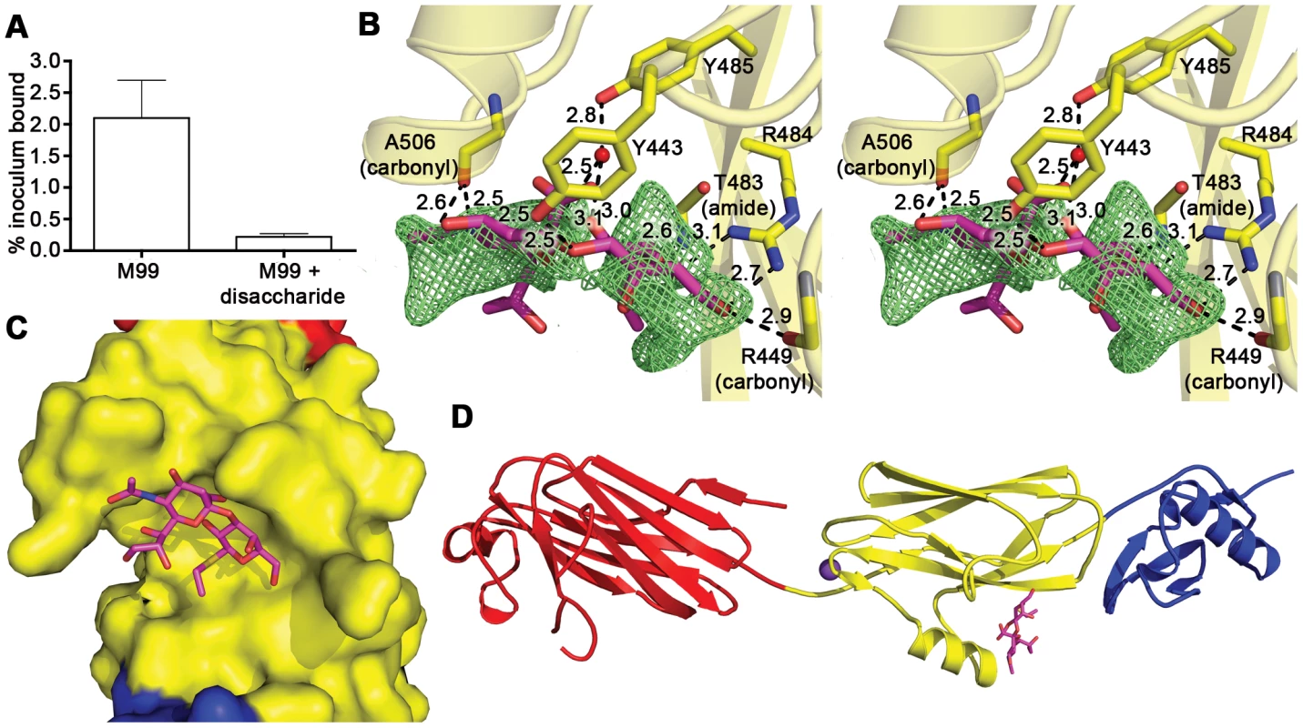 Identification of the receptor binding site.