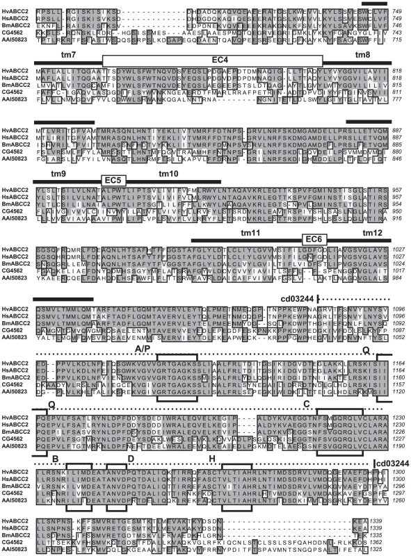 Sequence alignment of ABCC proteins from Lepidoptera, <i>Drosophila</i>, and mouse, Part 2.