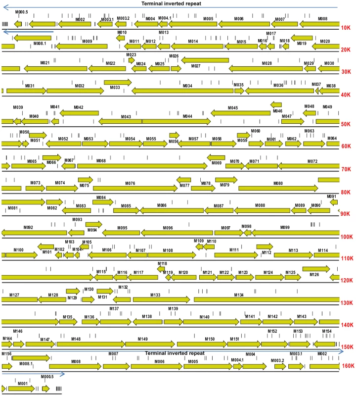 Gene map of MYXV based on the Lausanne (Lu) genome sequence (GenBank accession, NC_001132).