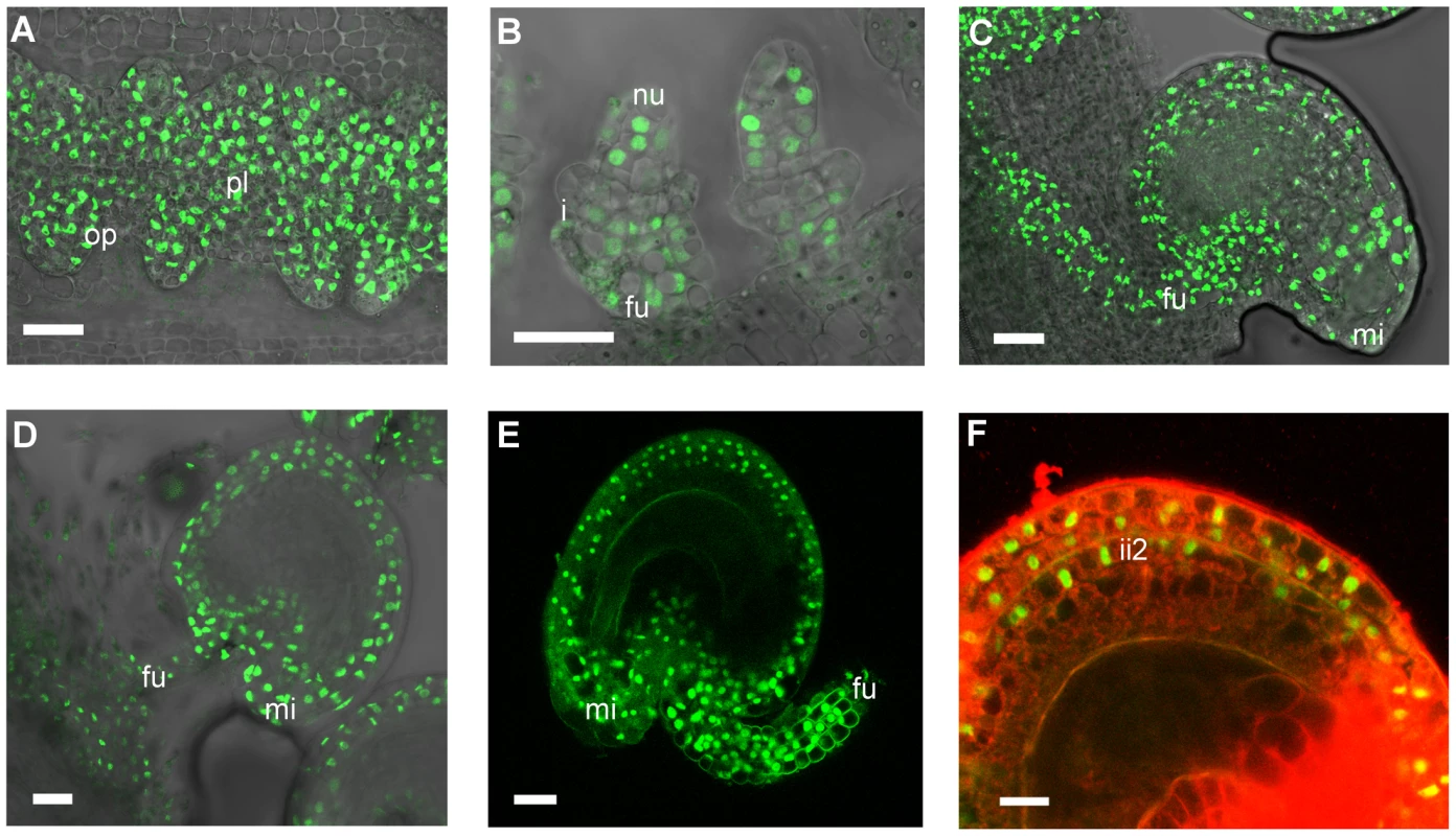 Confocal laser-scanning images of <i>pSTK::STK-GFP</i> expression patterns during ovule and seed development.