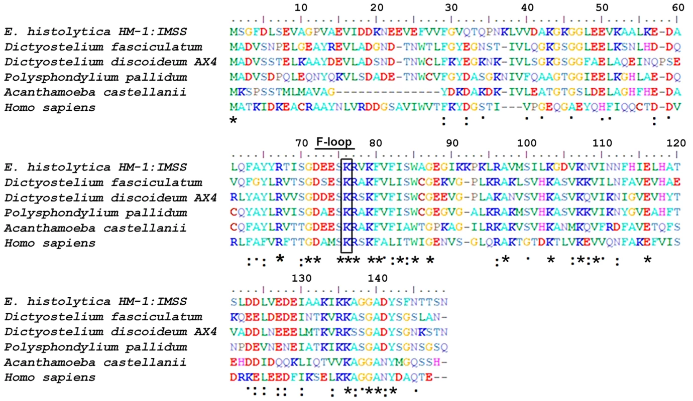 Multiple sequence alignment of coactosin-like proteins (CLPs).