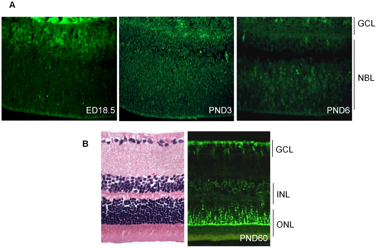 Expression of cadherin-11 in developing murine retina.