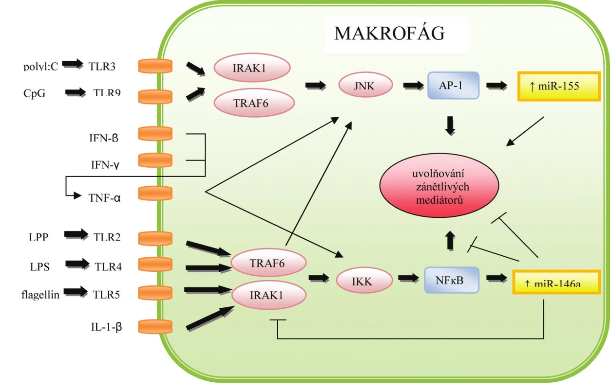 Role miRNA v regulaci imunitní odpovědi makrofágů