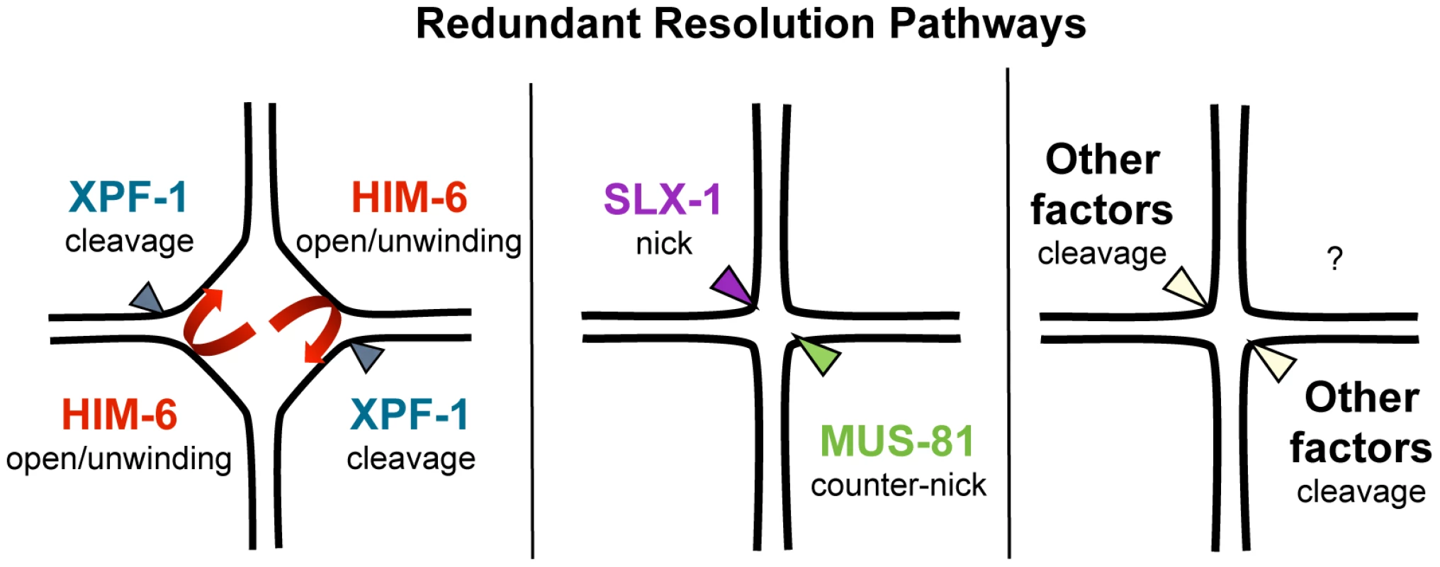 Model of redundant resolution pathways.