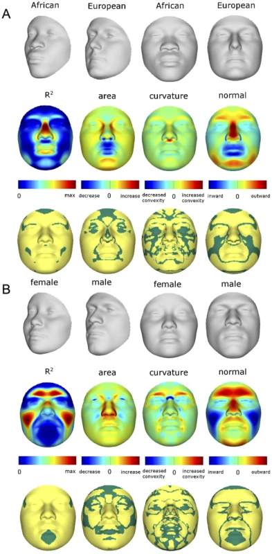 Transformations and heat maps showing how face shape is affected by (A) RIP-A and (B) RIP-S.