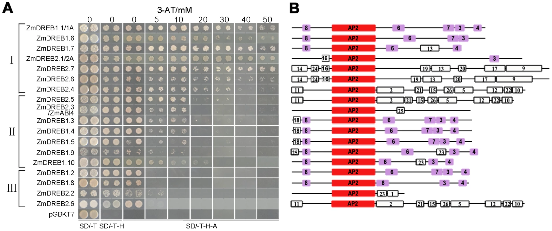Transactivation activity assay and motif analysis of 18 ZmDREB proteins.