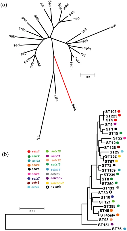 Phylogenetic analysis of <i>selx</i> and its species-wide distribution.