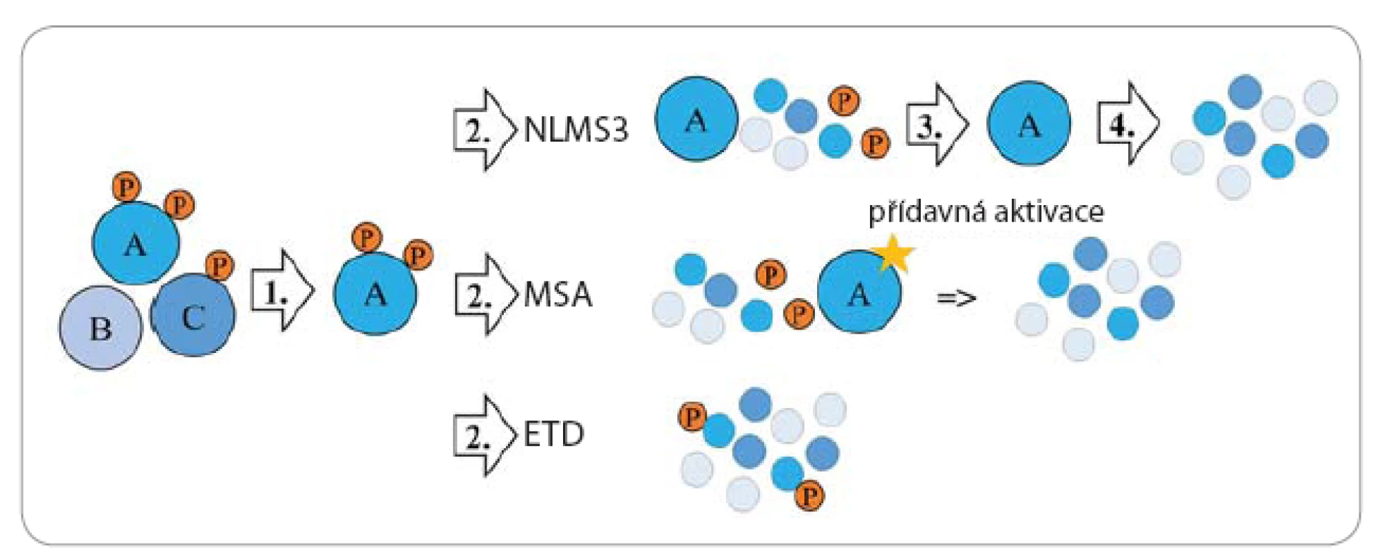 Zjednodušené schéma metod, které se používají pro analýzu fosforylovaných peptidů MS.