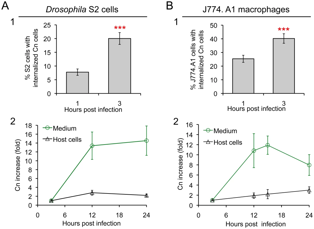 <i>Drosophila</i> S2 cells and murine J774.A1 macrophages support similar patterns of Cn phagocytosis and intracellular replication.