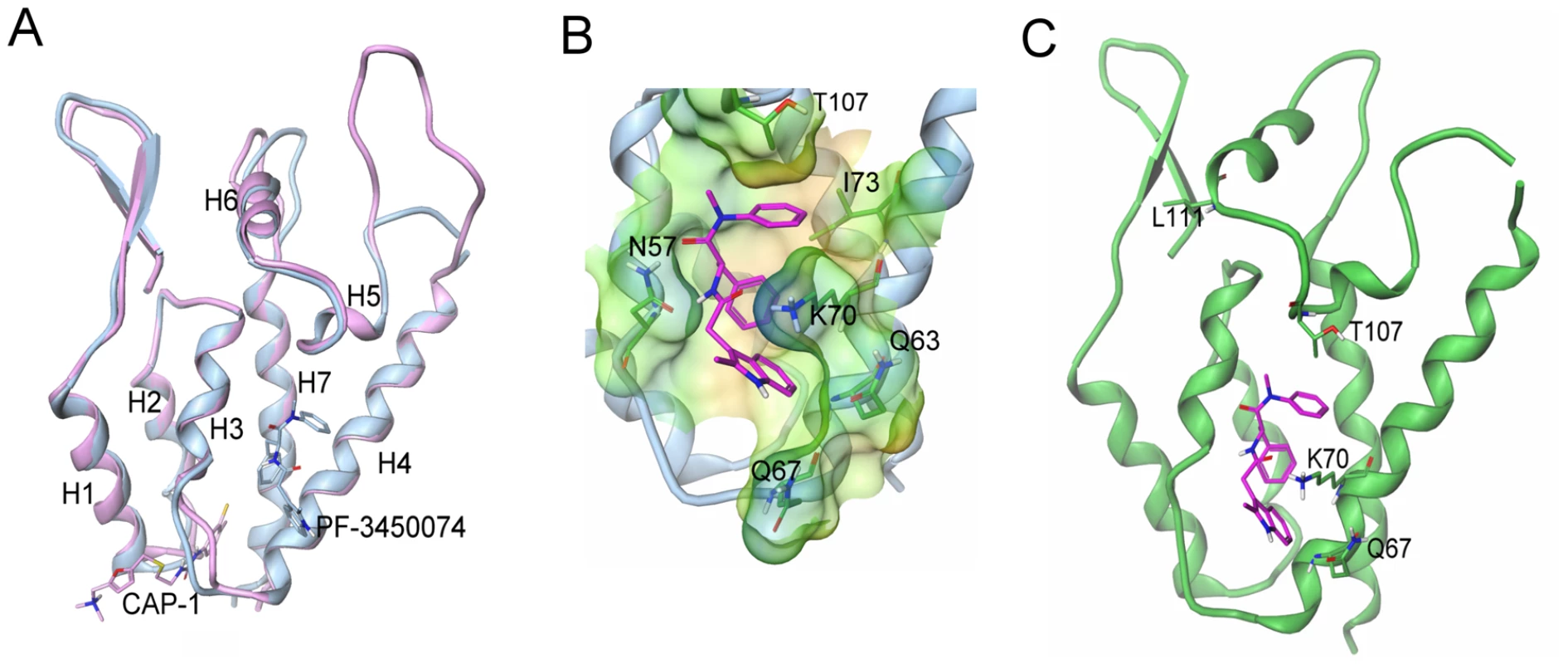 Structure of the novel inhibitor binding site and context in the NTD.